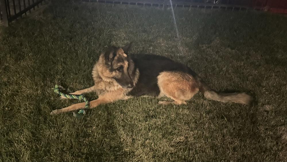 Image of Skipper, Lost Dog