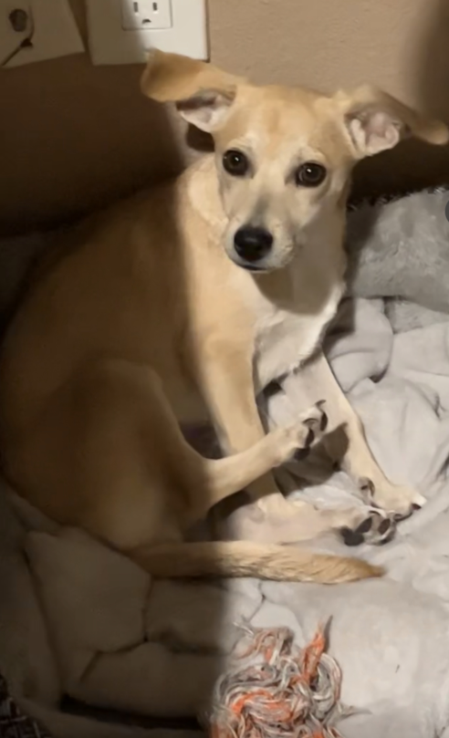 Image of Bingo, Lost Dog