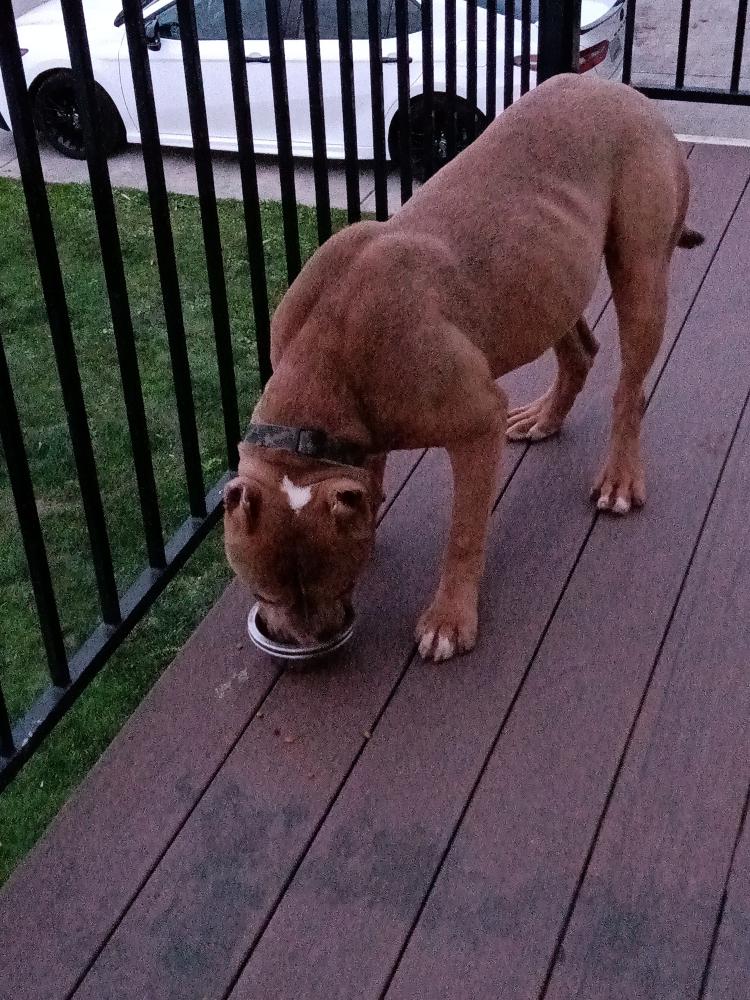 Image of Unknown, Found Dog