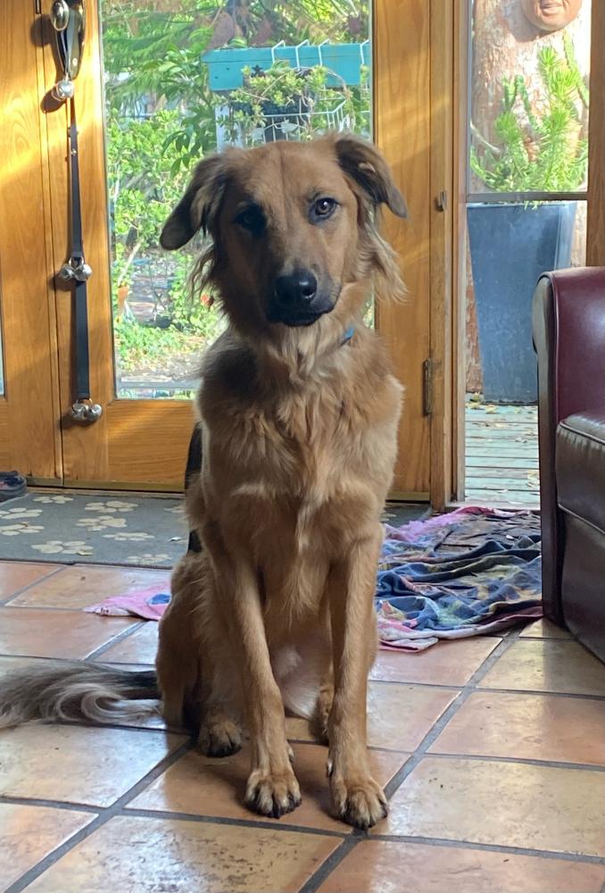 Image of Finn, Lost Dog