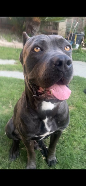 Image of Unknown , Found Dog