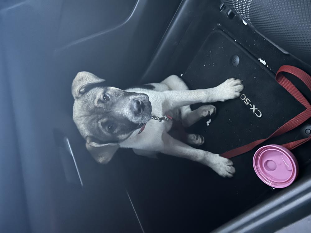 Image of Unknown, Found Dog