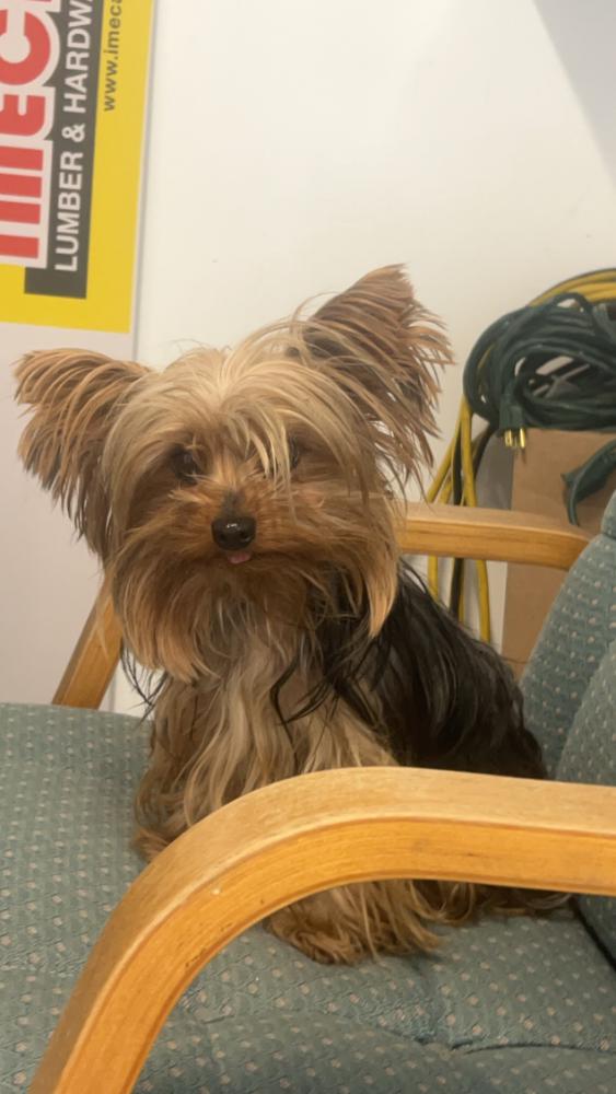 Image of Chacal, Lost Dog