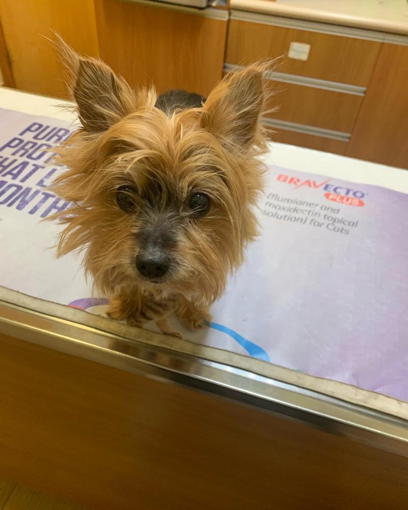 Image of Tiny, Lost Dog
