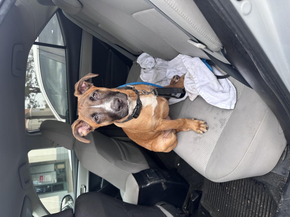 Image of Unknown, Found Dog
