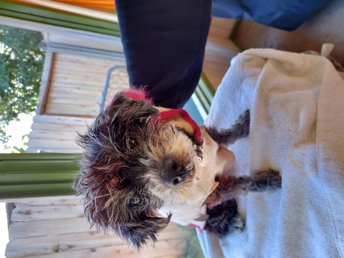 Image of Unknown, Found Dog