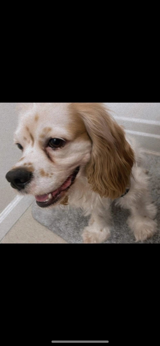 Image of Milo, Lost Dog