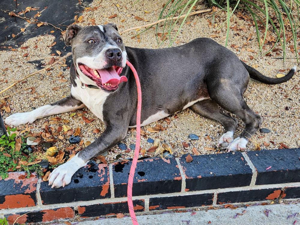Image of Ashly, Lost Dog