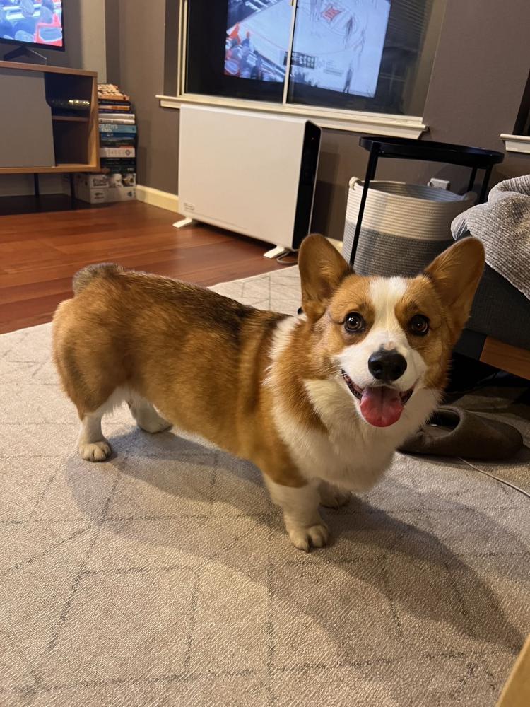 Image of Latte, Lost Dog