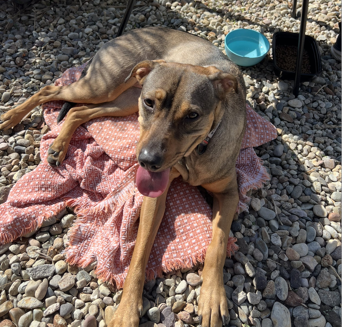Image of Apple, Found Dog