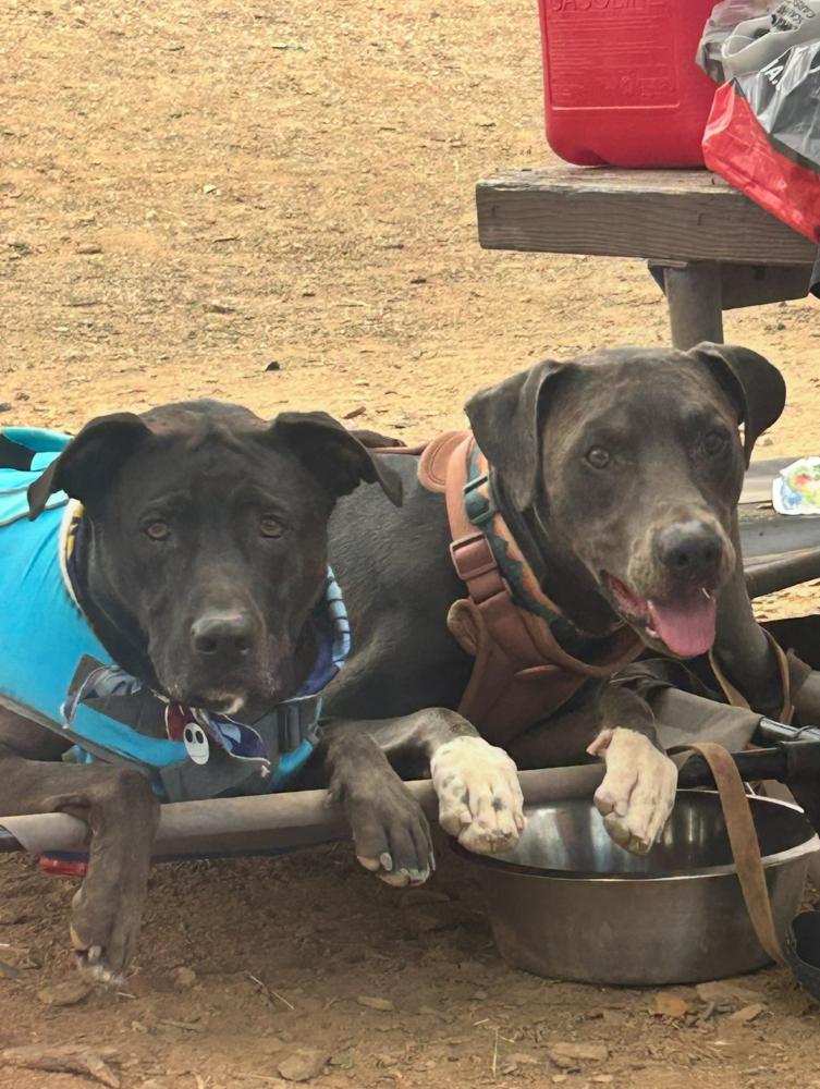 Image of chief & Lucas, Lost Dog