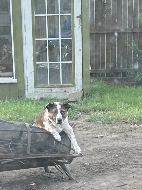 Image of Sinatra, Lost Dog
