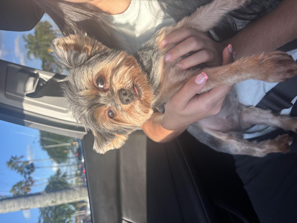 Image of Minnie, Lost Dog