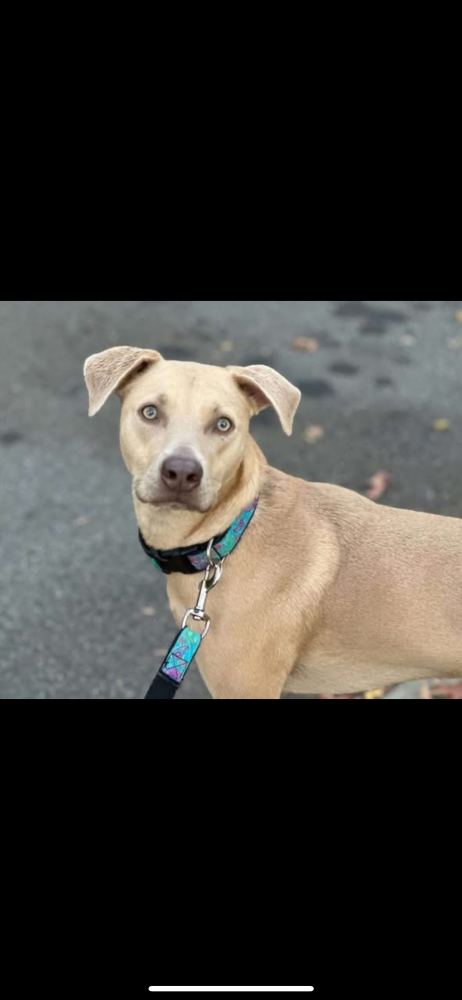 Image of Nala, Lost Dog