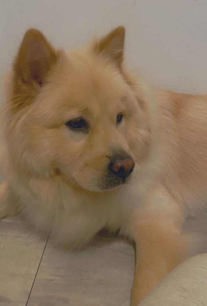 Image of Hazel, Lost Dog