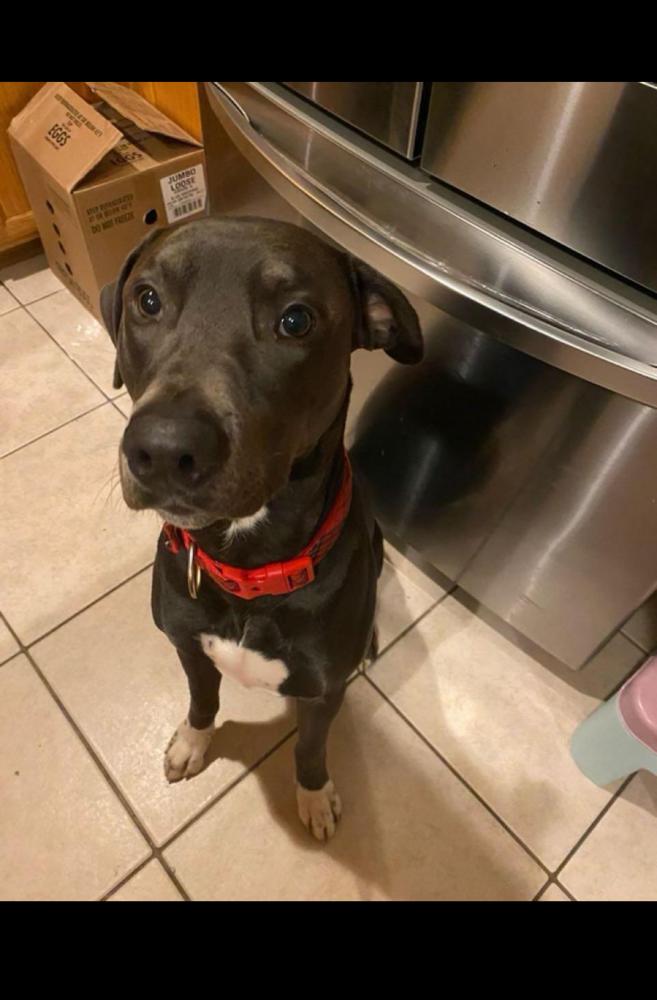 Image of Chief, Lost Dog