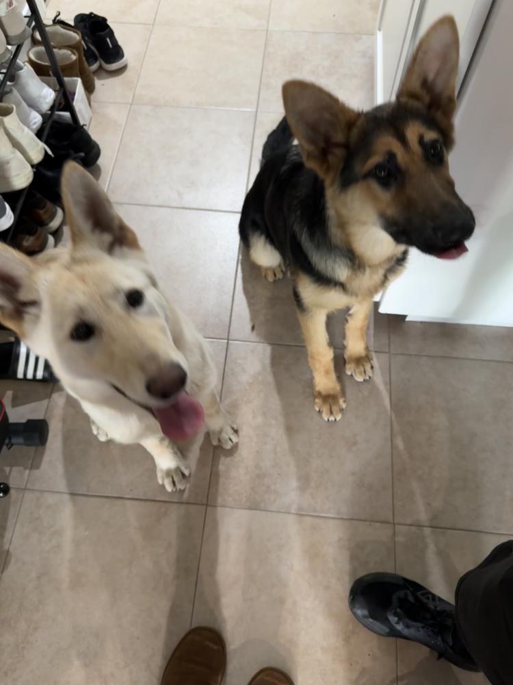 Image of Unknown:German Shep, Found Dog