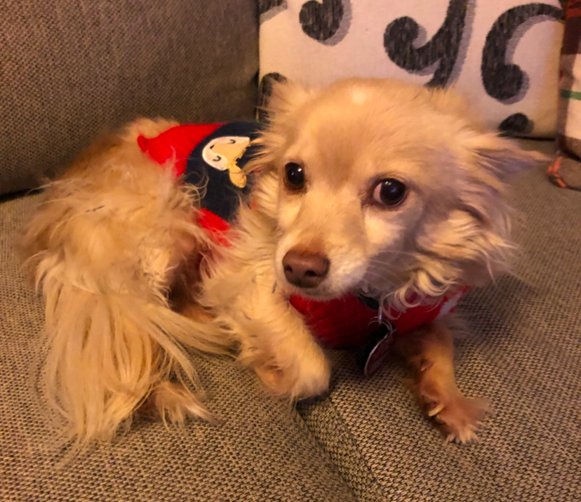 Image of Foxy Lady, Lost Dog