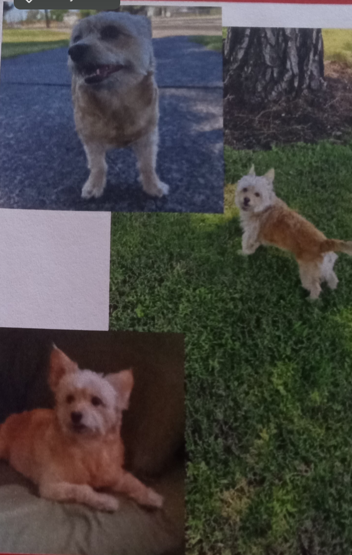 Image of Cleo, Lost Dog