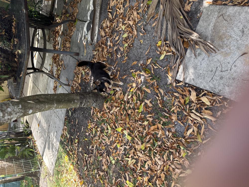 Image of Unknown, Found Dog