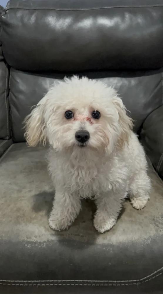 Image of Parker, Lost Dog