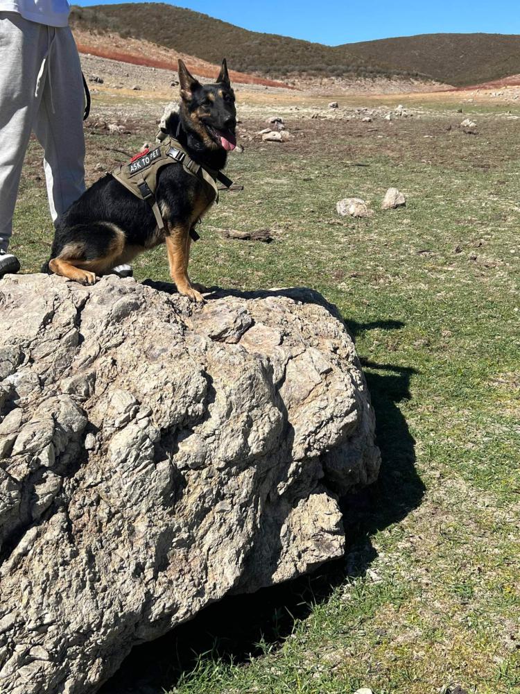 Image of Nala, Lost Dog