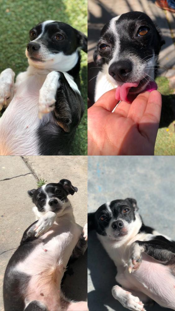 Image of Panda, Lost Dog