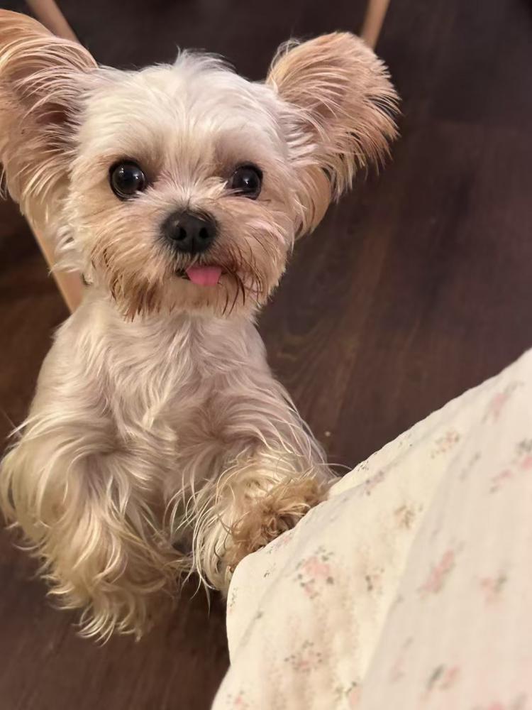 Image of Q, Lost Dog