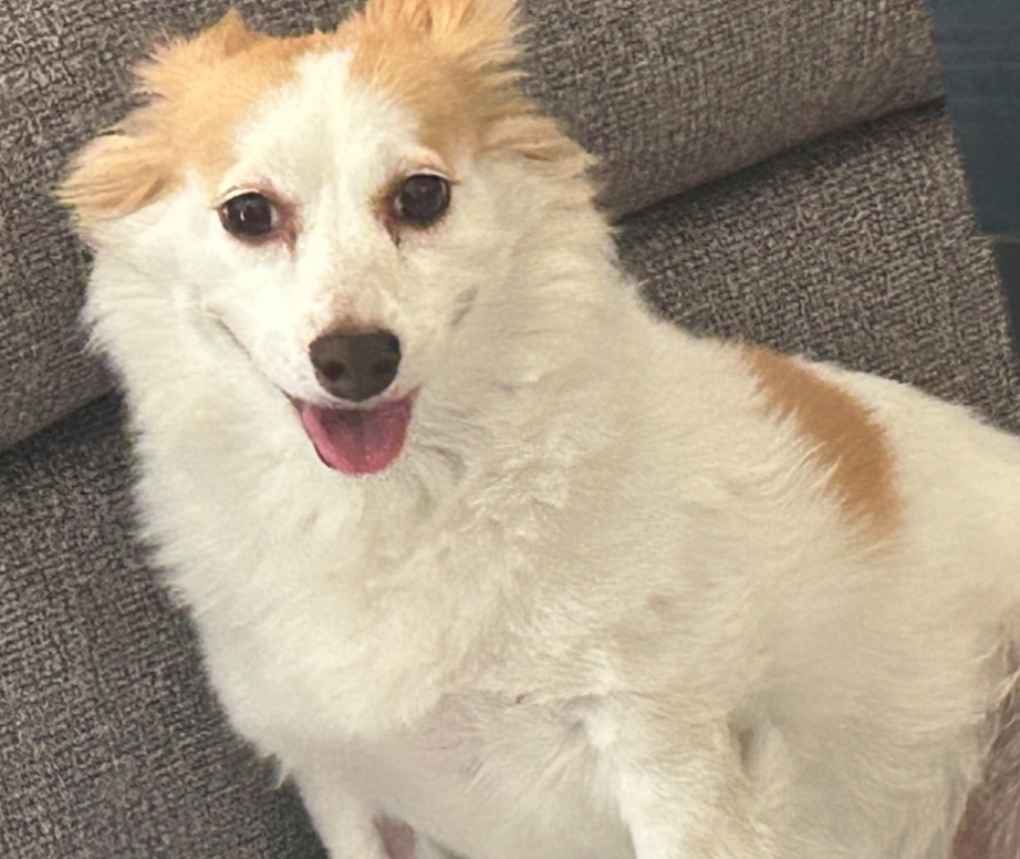 Image of Lucy, Lost Dog