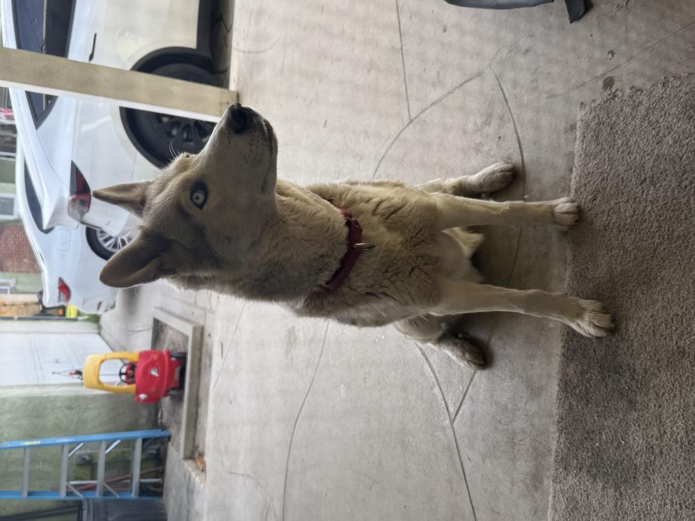 Image of Unknown, Found Dog