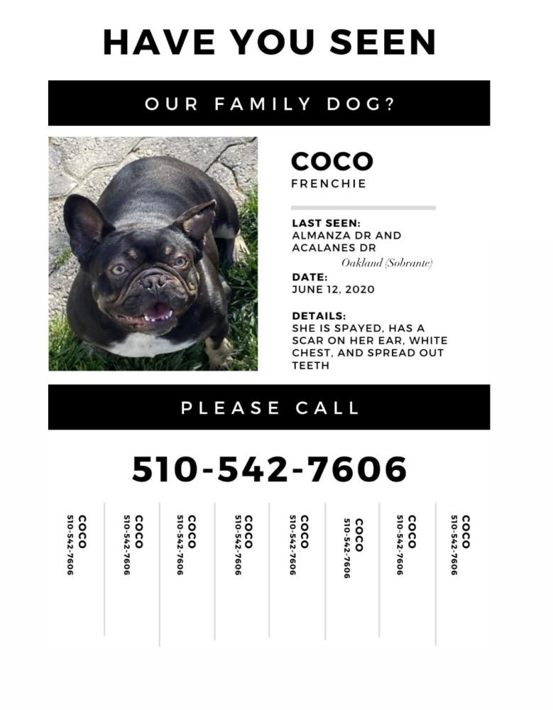 Image of Coco, Lost Dog