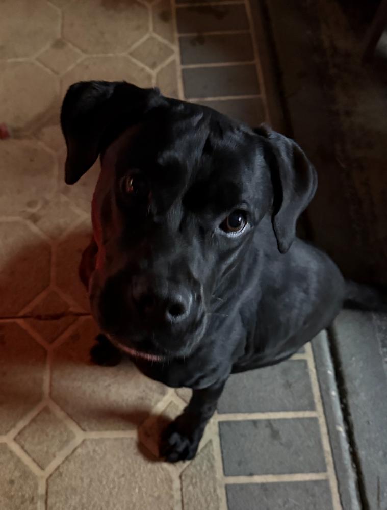 Image of Unknown, Found Dog