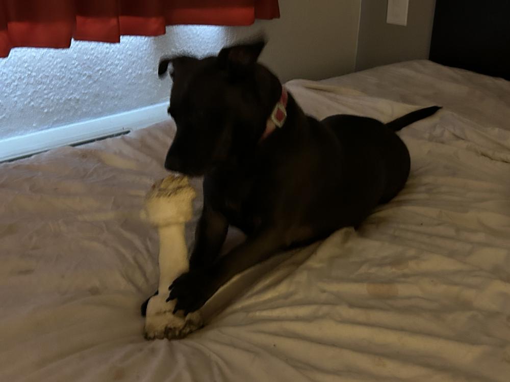 Image of Bean, Lost Dog