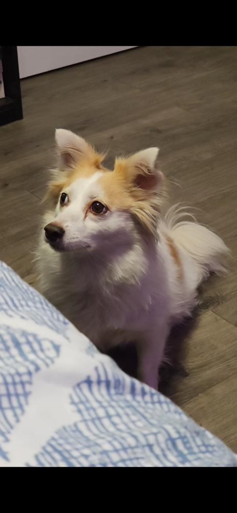 Image of Lucy, Lost Dog