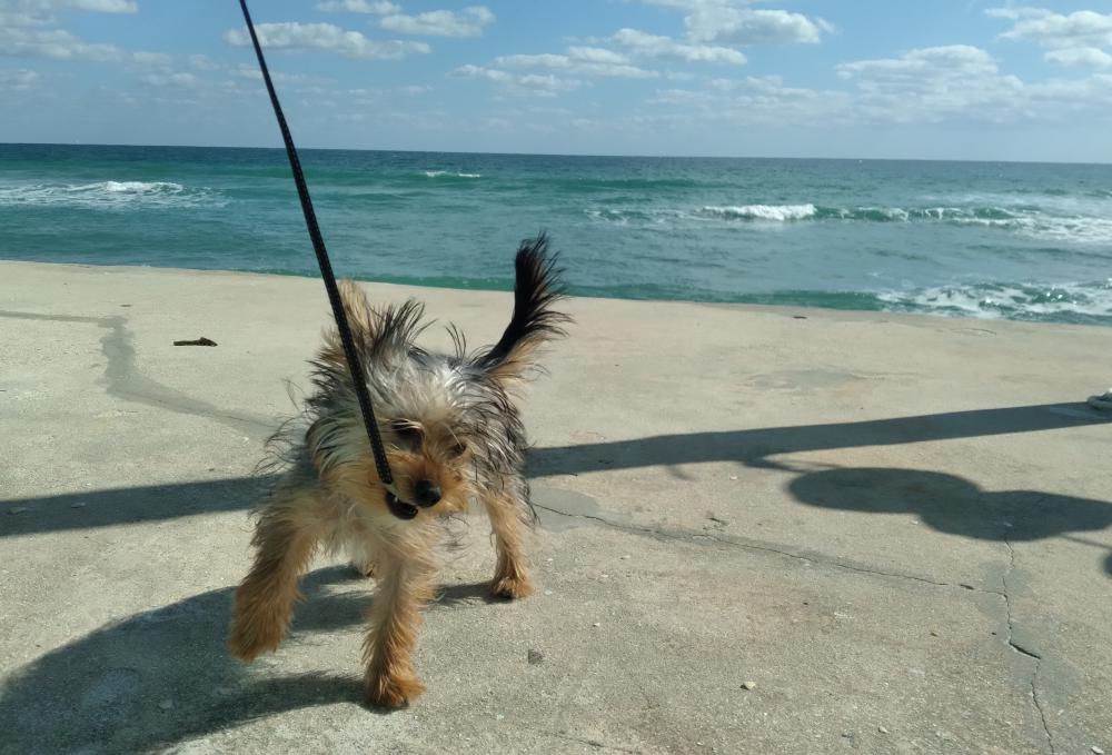 Image of Louie Louie, Lost Dog