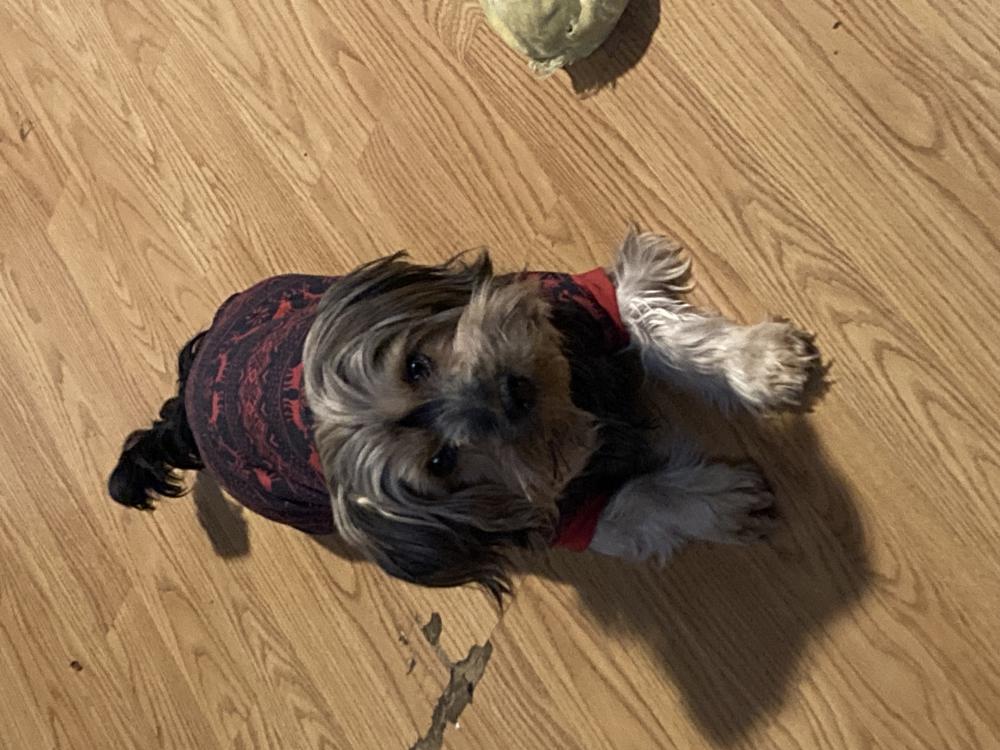 Image of Shilo, Lost Dog