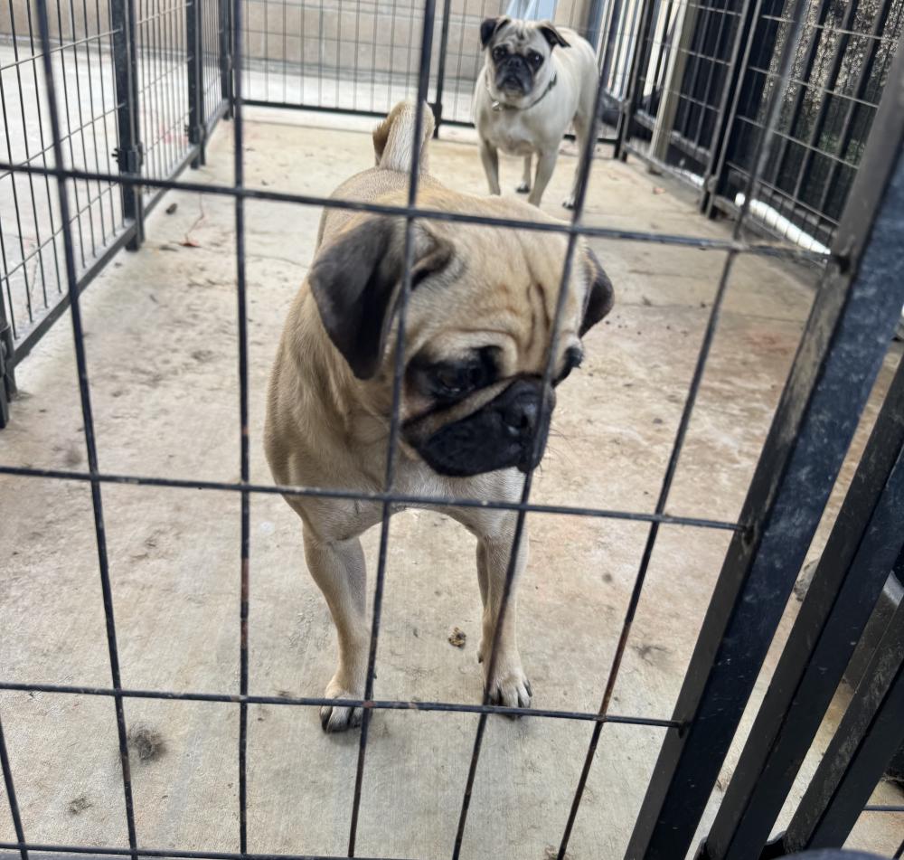 Image of unknown, Found Dog