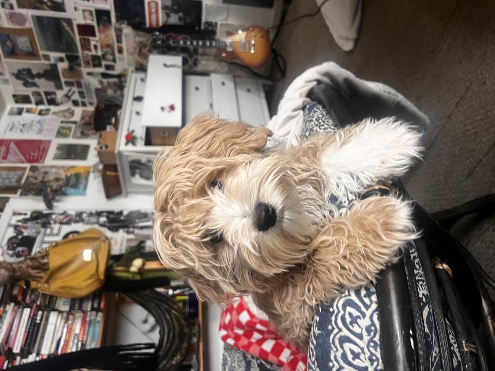 Image of Lucy, Lost Dog