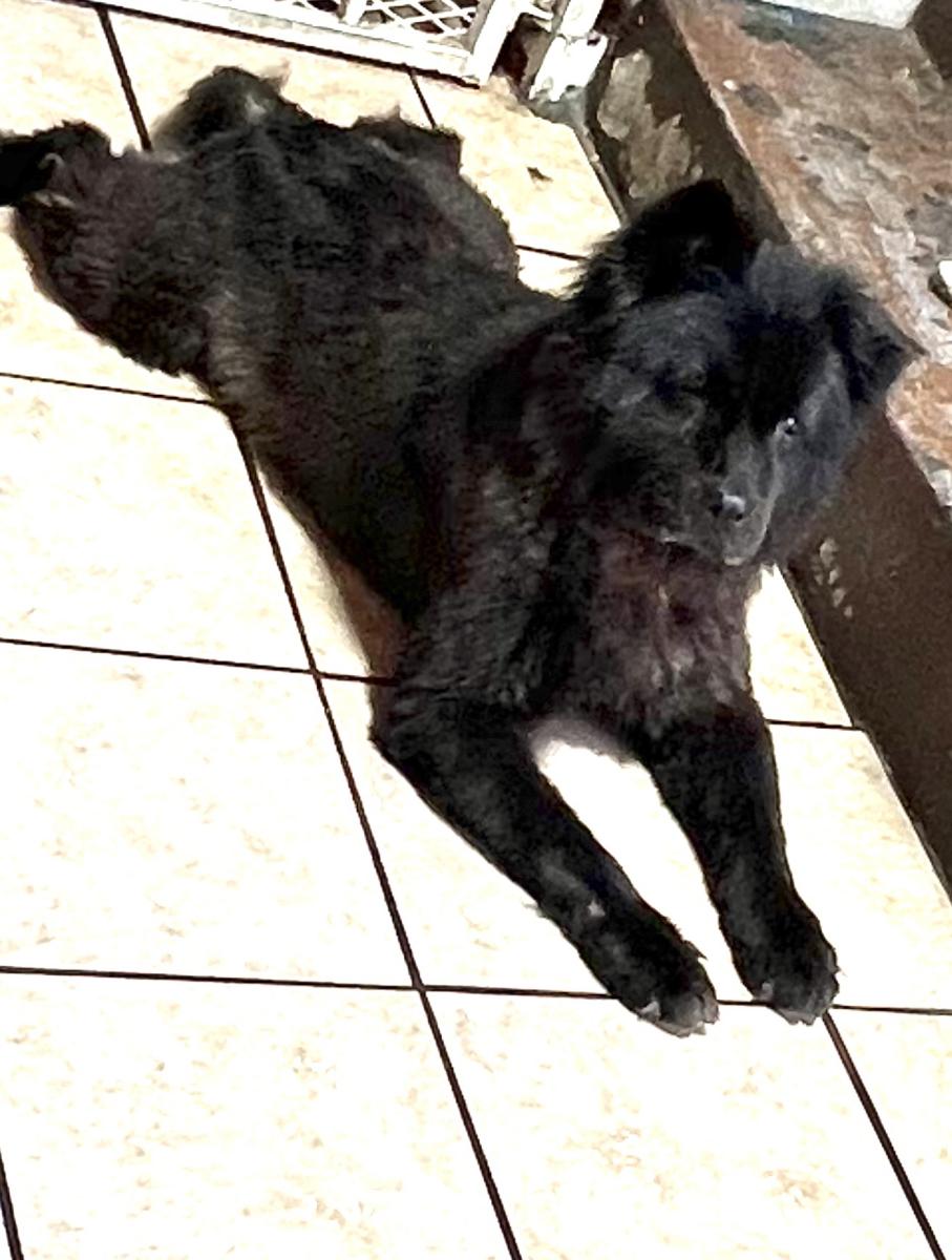 Image of Cobie REWARD $500.00, Lost Dog
