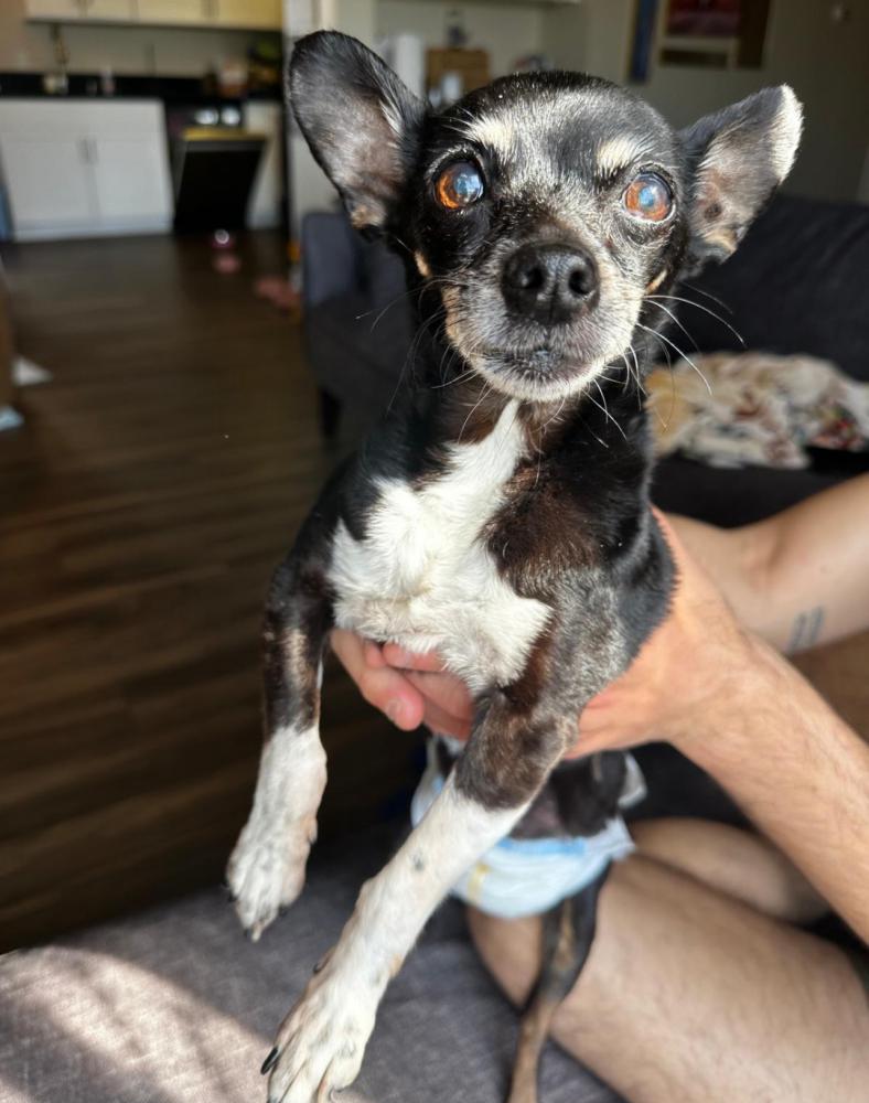 Image of Unknown, Found Dog