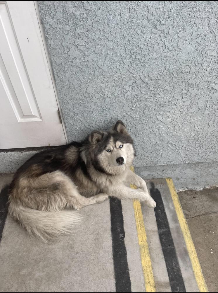 Image of Klaus, Lost Dog