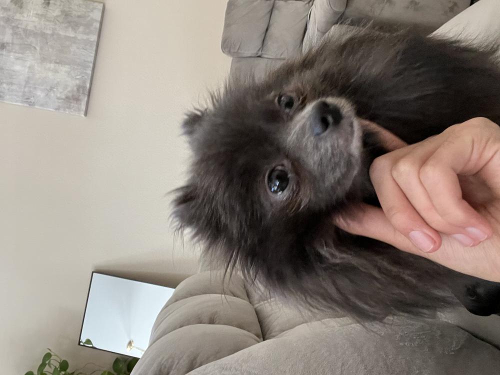 Image of Sadies, Lost Dog