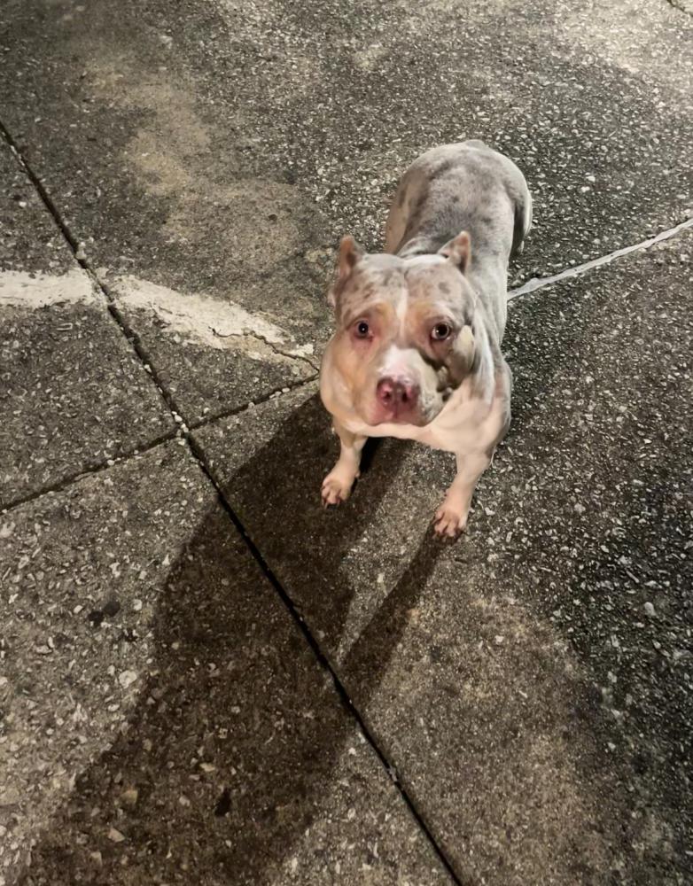 Image of Cindylu, Lost Dog