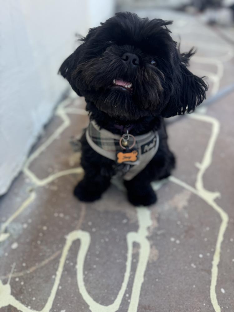 Image of Joey, Lost Dog