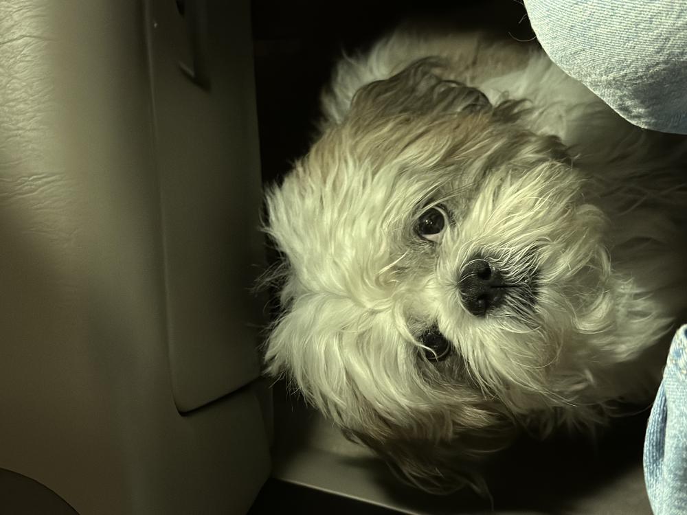 Image of Gizmo, Lost Dog