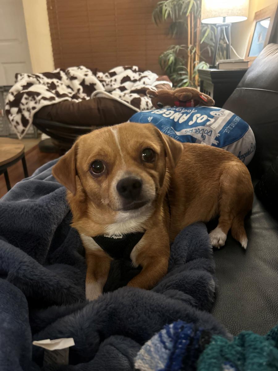 Image of Milo, Lost Dog