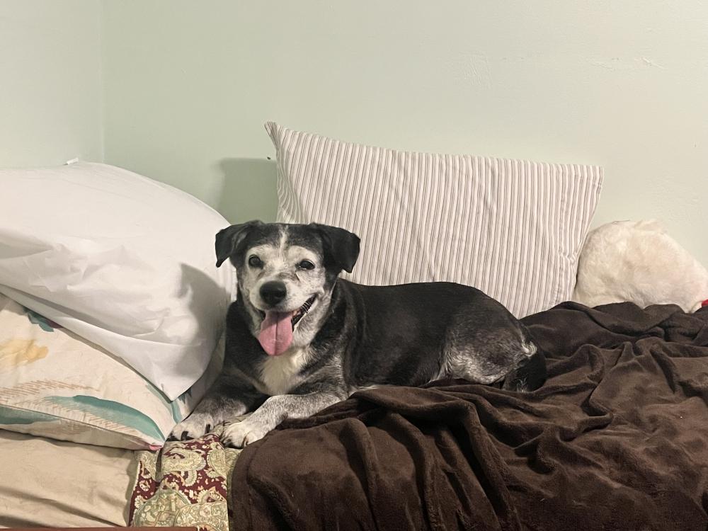 Image of Unknown, Found Dog