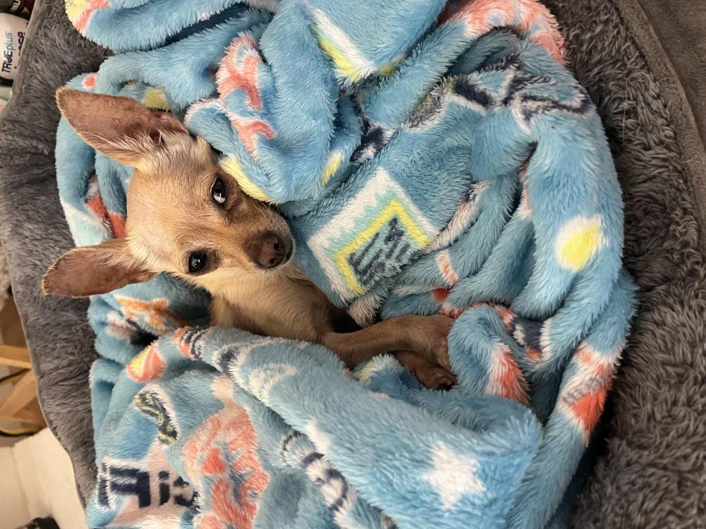 Image of Unknown, Found Dog