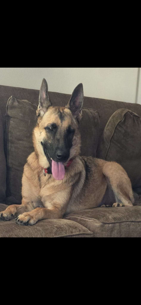 Image of skyline, Lost Dog