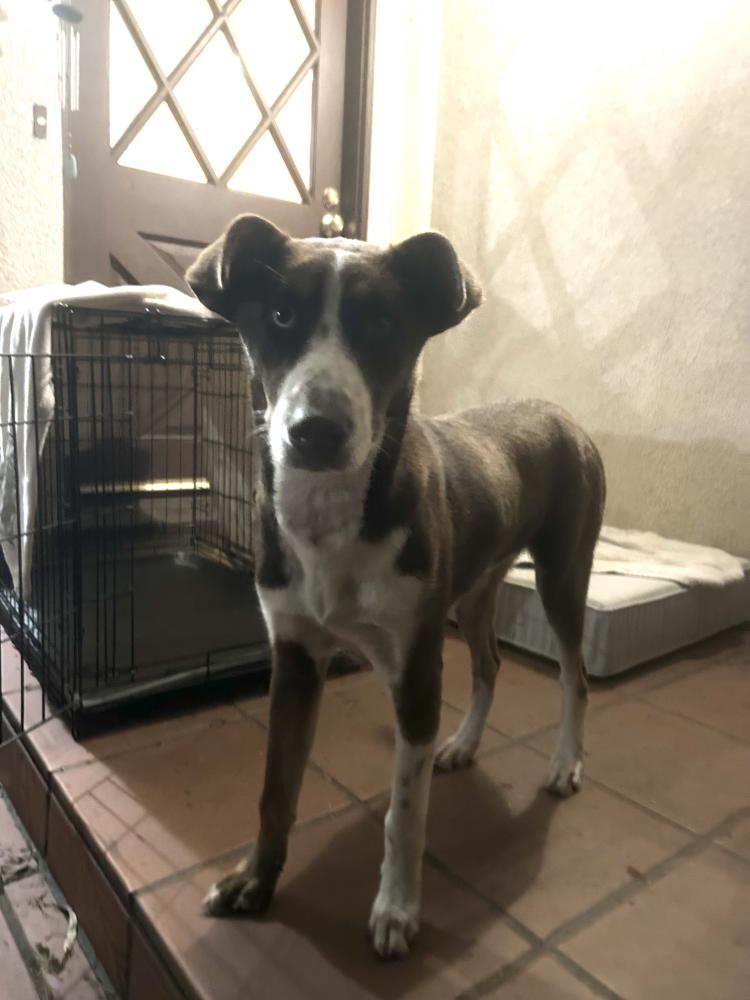Image of unknown, Found Dog